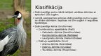 Prezentācija 'Dzērvjveidīgie', 2.