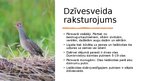 Prezentācija 'Dzērvjveidīgie', 3.