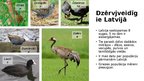 Prezentācija 'Dzērvjveidīgie', 5.