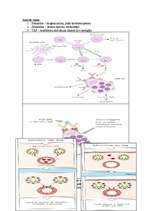 Konspekts 'Mikrobioloģija. Alerģijas', 3.