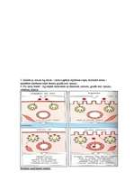 Konspekts 'Mikrobioloģija. Alerģijas', 4.