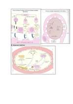 Konspekts 'Mikrobioloģija. Alerģijas', 11.