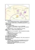 Konspekts 'Mikrobioloģija. Alerģijas', 12.