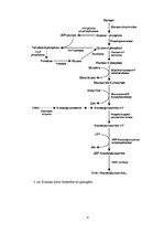 Konspekts 'Hitīns', 6.