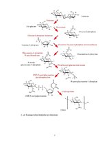 Konspekts 'Hitīns', 7.