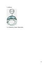 Referāts 'Vlada Tepes saistība ar grāfu Drakulu', 32.