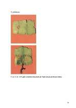 Referāts 'Vlada Tepes saistība ar grāfu Drakulu', 34.