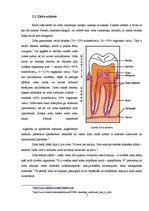 Referāts 'Zobu higiēnista loma mutes dobuma veselības saglabāšanā', 7.