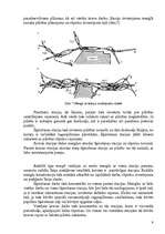 Referāts 'Dzelzceļa mezglu raksturojums', 9.