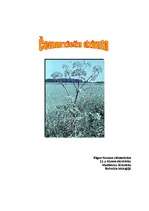 Referāts 'Čemurziežu dzimta', 1.