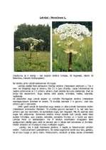 Referāts 'Čemurziežu dzimta', 5.