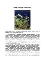 Referāts 'Čemurziežu dzimta', 7.