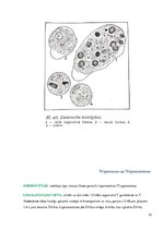 Konspekts 'Medicīniskā parazitoloģija', 10.