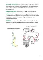 Konspekts 'Medicīniskā parazitoloģija', 11.