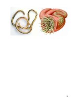 Konspekts 'Medicīniskā parazitoloģija', 19.