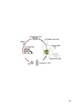 Konspekts 'Medicīniskā parazitoloģija', 25.