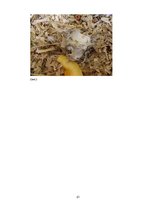 Referāts 'Barības ietekme uz peļu attīstību', 21.