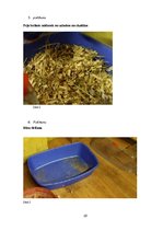 Referāts 'Barības ietekme uz peļu attīstību', 22.