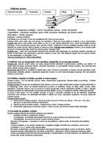 Konspekts 'Politoloģija', 3.