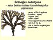 Prezentācija 'Aļģes', 10.
