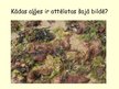 Prezentācija 'Aļģes', 18.
