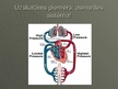 Prezentācija 'Fizika asinsrites sistēmā', 6.