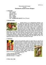 Referāts 'Ziemeļamerikas monarhs (Danaus Plexippus)', 1.