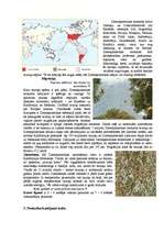 Referāts 'Ziemeļamerikas monarhs (Danaus Plexippus)', 2.