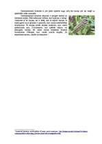 Referāts 'Ziemeļamerikas monarhs (Danaus Plexippus)', 3.