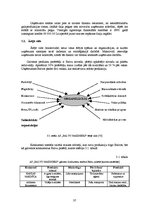 Diplomdarbs 'Tirdzniecības uzņēmējdarbības problēmas un to risinājumi Balvu pilsētā', 37.
