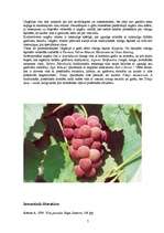 Referāts 'Vīna pasaule', 7.