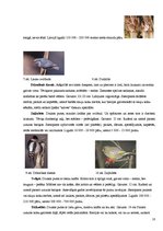 Referāts 'Putnu barošanās ziemā', 10.