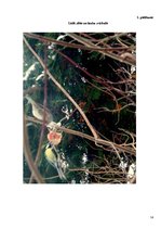 Referāts 'Putnu barošanās ziemā', 14.