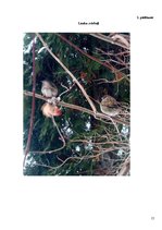 Referāts 'Putnu barošanās ziemā', 15.