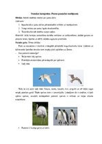 Konspekts 'Putnu pasaules noslēpums', 1.