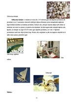 Referāts 'Cilvēkam derīgie kukaiņi', 14.
