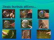 Prezentācija 'Ziepjūdens plēvītes veidošanās', 8.