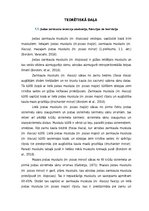 Prakses atskaite 'Iliopsoas sindroma ārstēšana, izmantojot individualizēto terapeitisko vingrināju', 10.