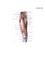 Prakses atskaite 'Iliopsoas sindroma ārstēšana, izmantojot individualizēto terapeitisko vingrināju', 30.