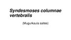 Prezentācija 'Mugurkaula savienojumi', 2.