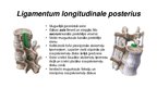Prezentācija 'Mugurkaula savienojumi', 4.