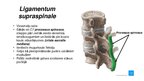 Prezentācija 'Mugurkaula savienojumi', 5.