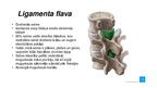 Prezentācija 'Mugurkaula savienojumi', 7.