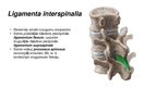 Prezentācija 'Mugurkaula savienojumi', 8.