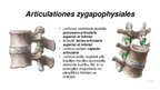Prezentācija 'Mugurkaula savienojumi', 14.