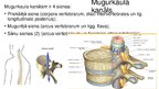Prezentācija 'Mugurkaula savienojumi', 39.