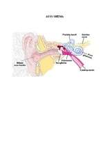 Referāts 'Troksnis un tā ietekme uz skolniekiem', 33.
