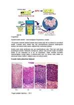 Konspekts 'Vēždraudes slimības ginekoloģijā', 8.