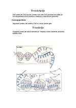 Konspekts 'Fotosintēze, DNS kods, Kalvina cikls', 2.