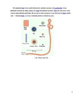 Referāts 'Lāzera ЛГН-109 starojuma ietekme uz ģerāniju. Vīrusu pētīšana', 9.